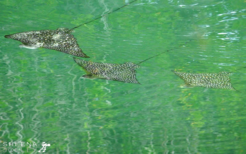 Stealth Formation ( Spotted Eagle Rays).jpg - Rays are harmless filter feeders that wing through the water near the surface and scoop up mouthfuls of tiny plankton. I shot this in Black Turtle Bay off Santa Cruez in the Galapagos. The rays were winging silently through the water amongst the reflections of the mangrove-fringed lagoon. They are categorised in the 2006 IUCN Red List of Threatened Species as Near Threatened.